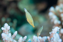 BD-131211-Fury-Shoal-1196-Oxymonacanthus-halli.-Marshall.-1952-[Red-Sea-longnose-filefish].jpg